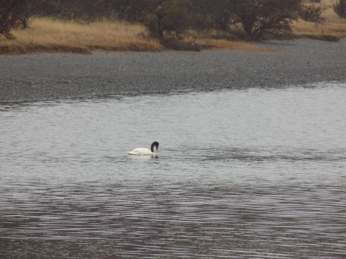 Black-necked Swan - ML292313221
