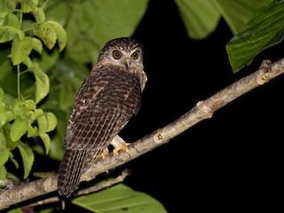  - Papuan Owl