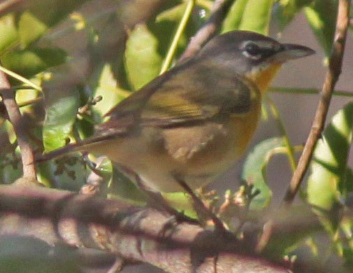 Yellow-breasted Chat - ML292319421