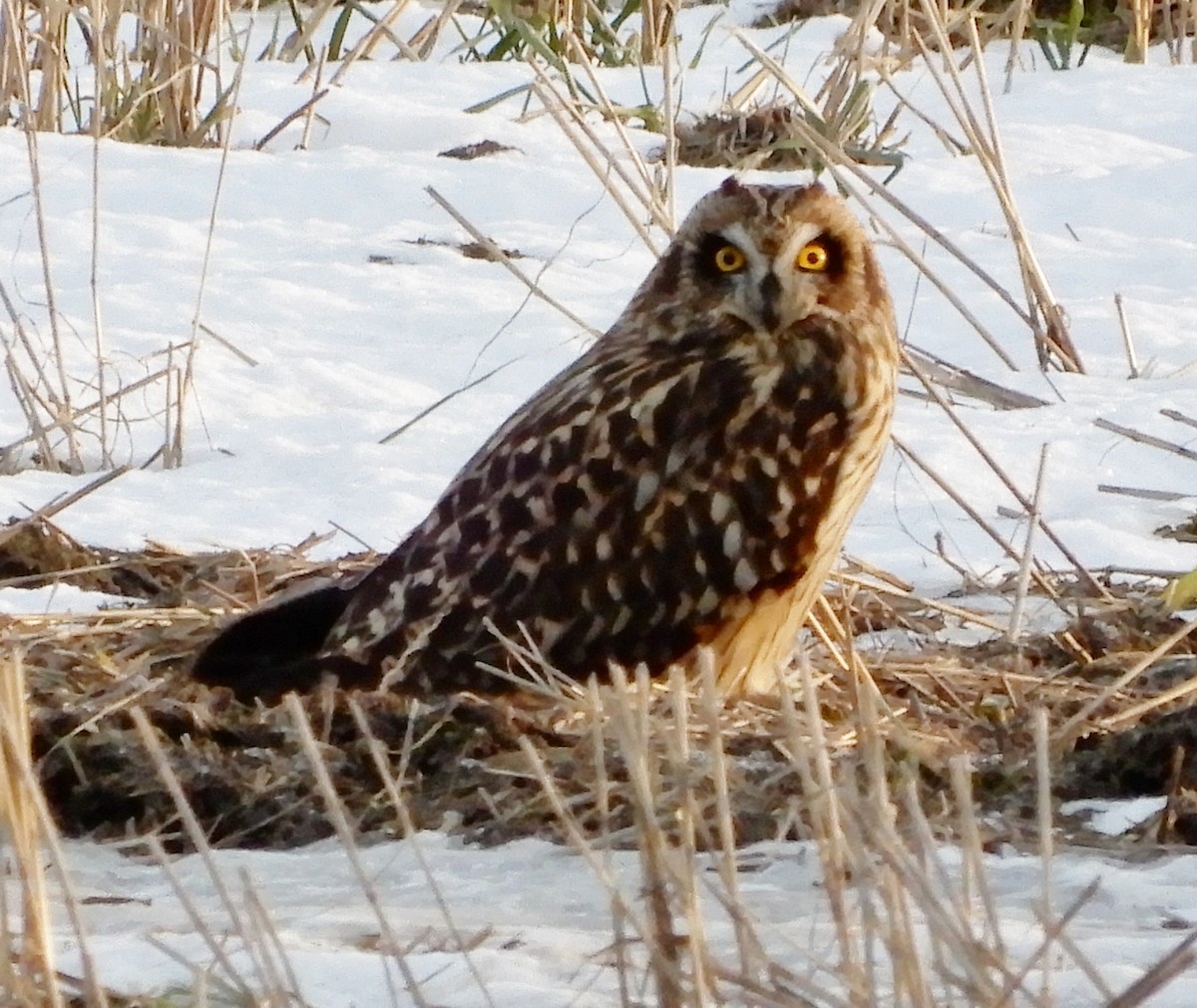 Short-eared Owl - ML292322201