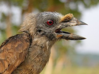  - Sladen's Barbet