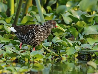  - Spotted Rail