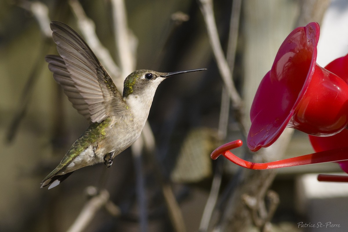 Ruby-throated Hummingbird - Patrice St-Pierre
