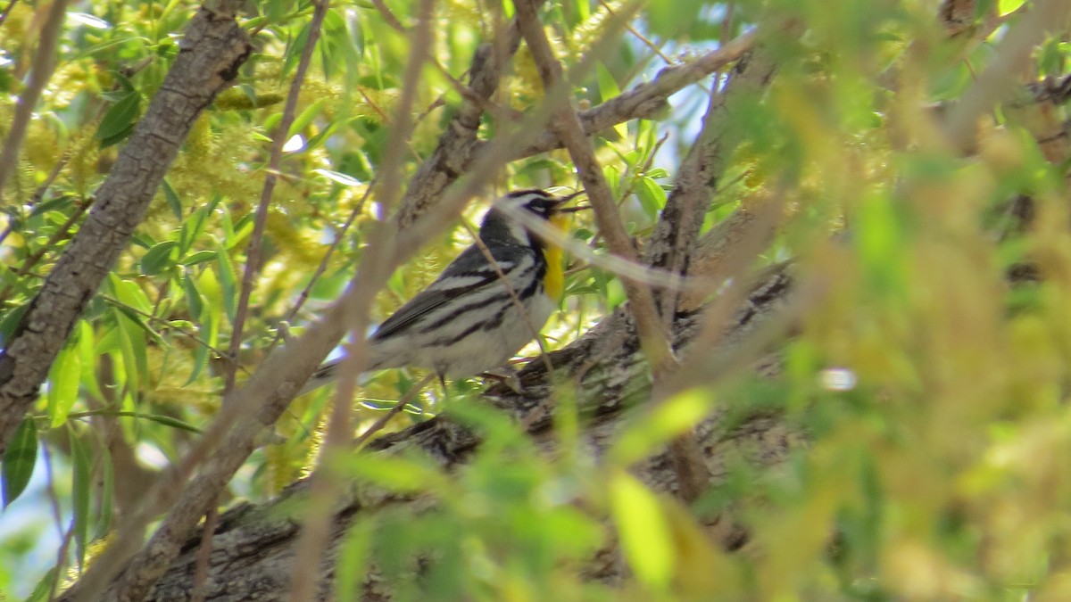 Yellow-throated Warbler - John Bruder