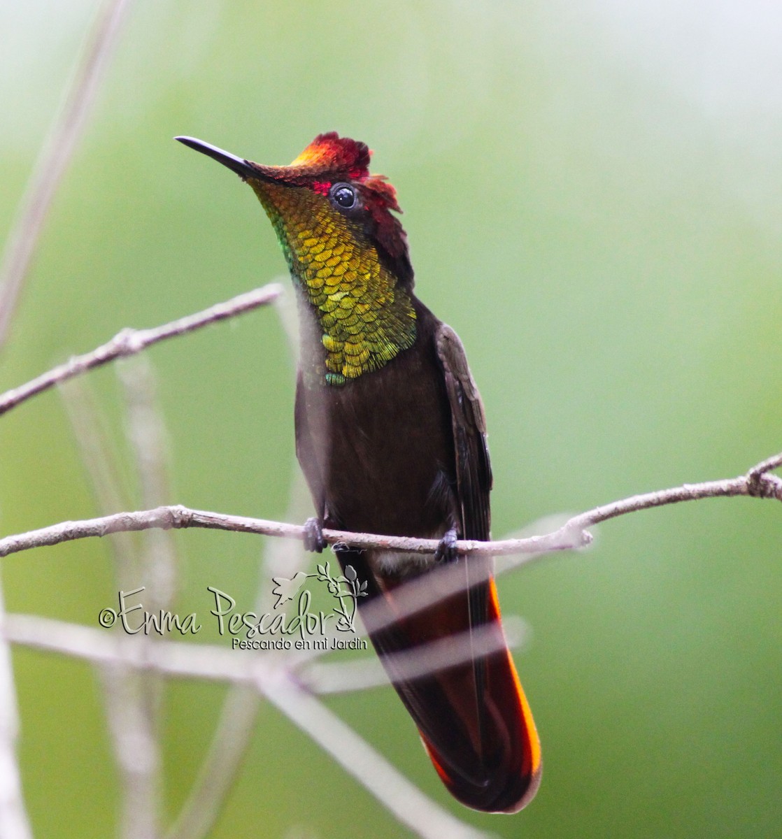 Ruby-topaz Hummingbird - Enma Pescador