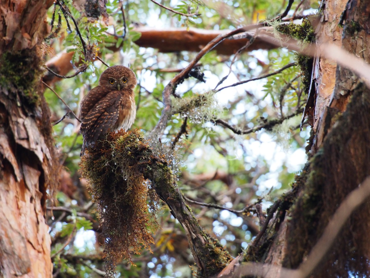 Andean Pygmy-Owl - ML29233251