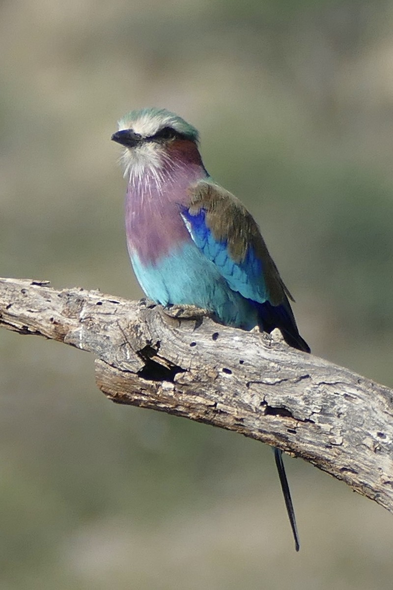 Lilac-breasted Roller - ML292335761