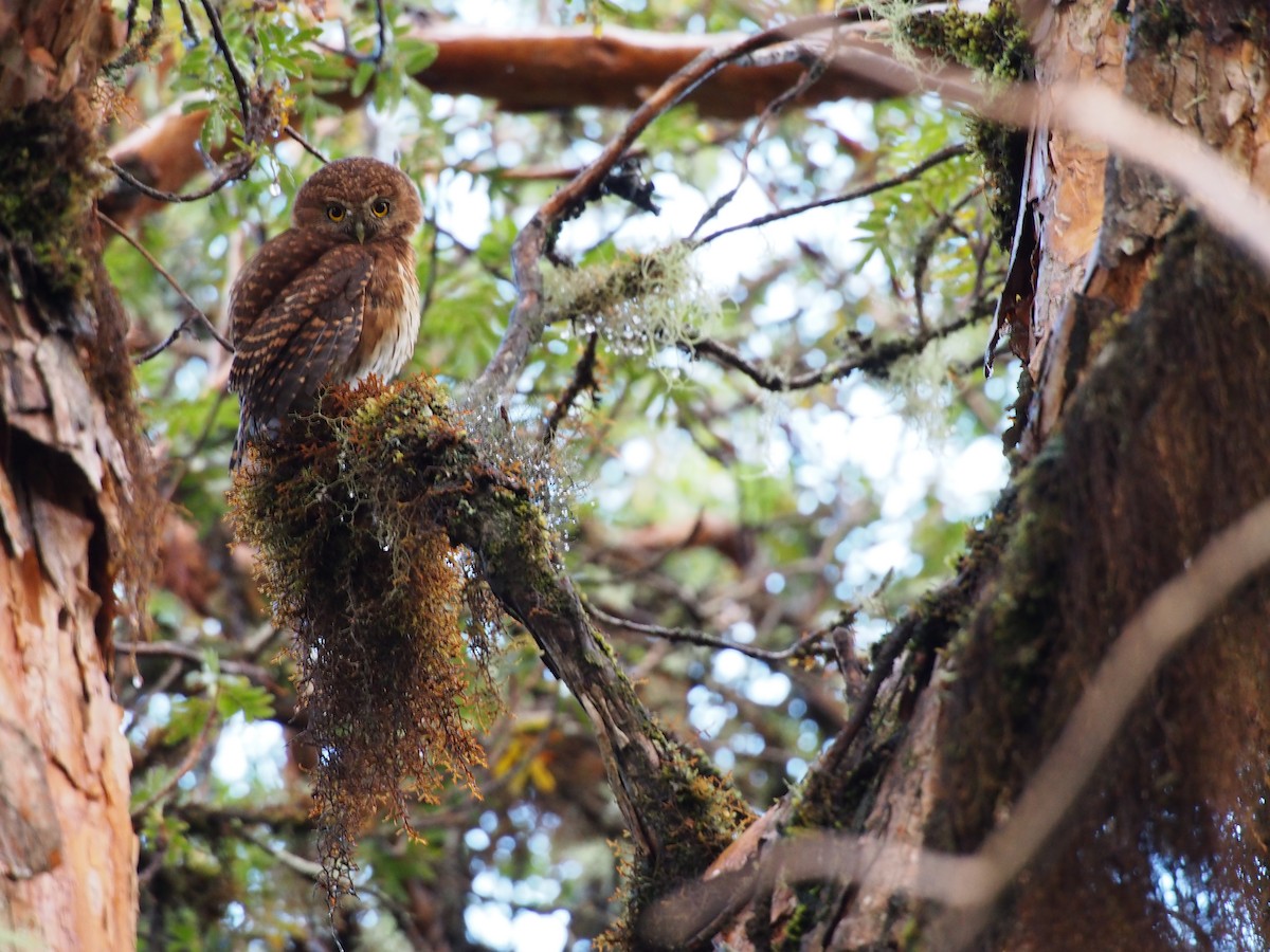 Andean Pygmy-Owl - ML29233591