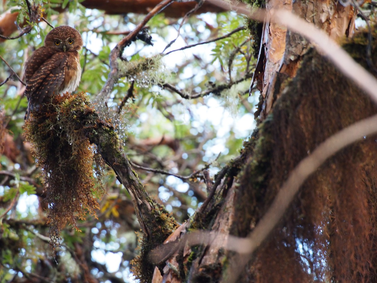 Andean Pygmy-Owl - ML29233601