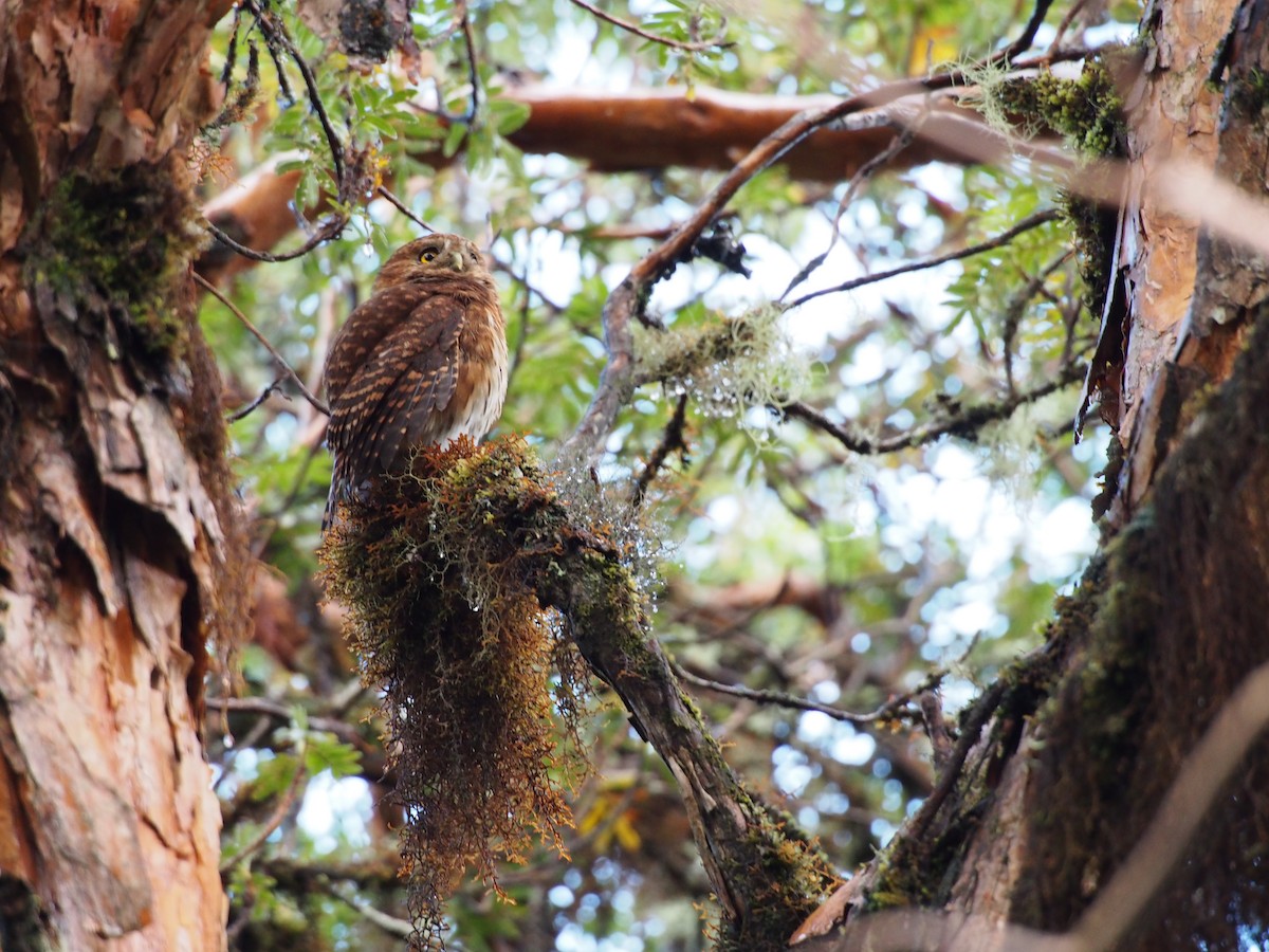 Andean Pygmy-Owl - ML29233611