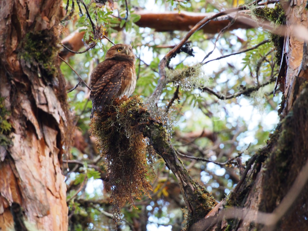 Andean Pygmy-Owl - ML29233621