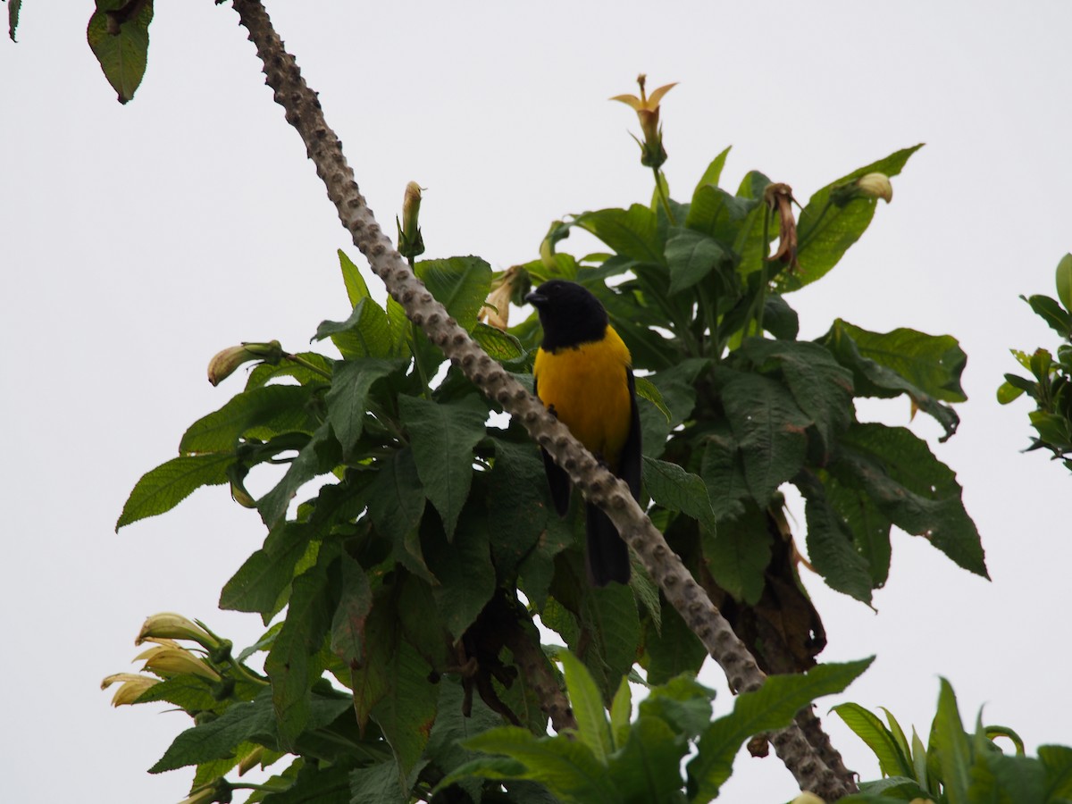 Black-chested Mountain Tanager - ML29233641
