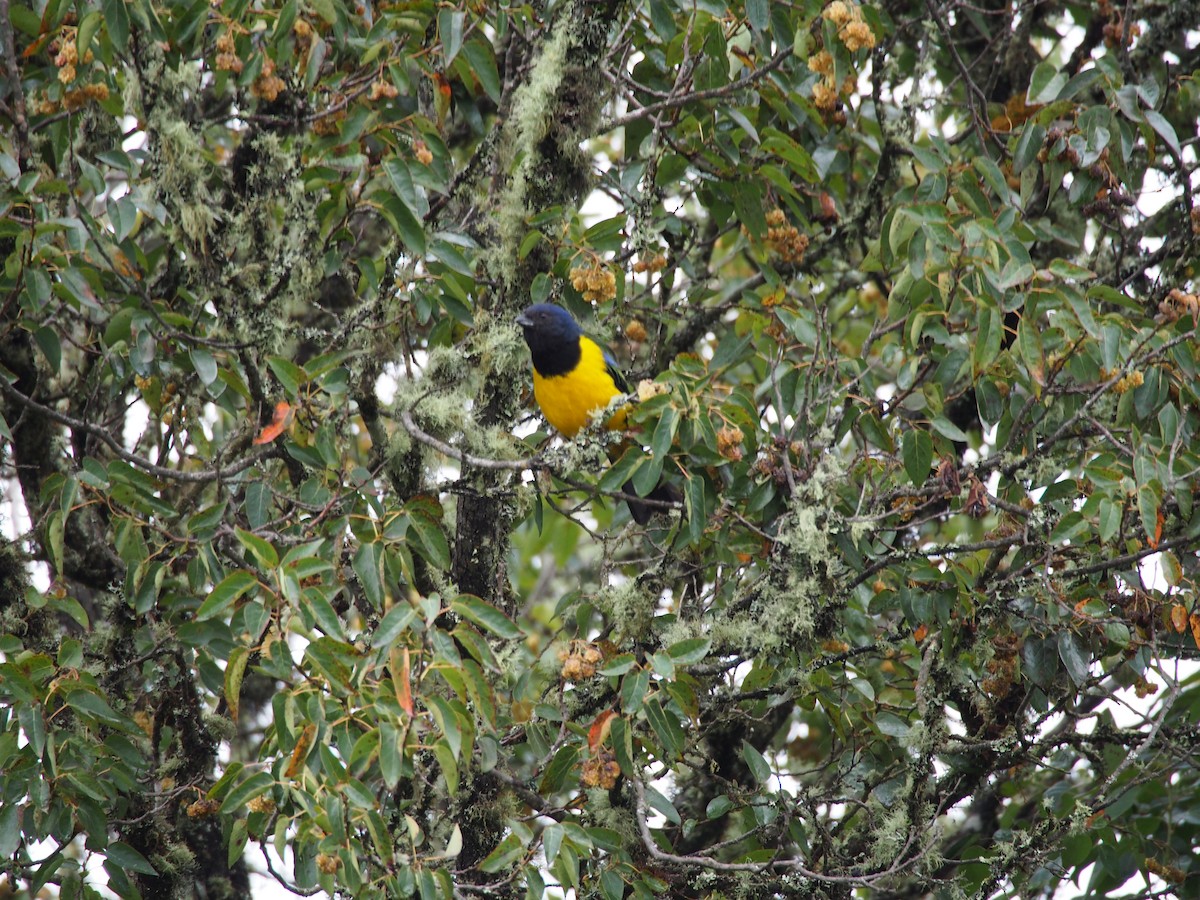 Black-chested Mountain Tanager - ML29233681