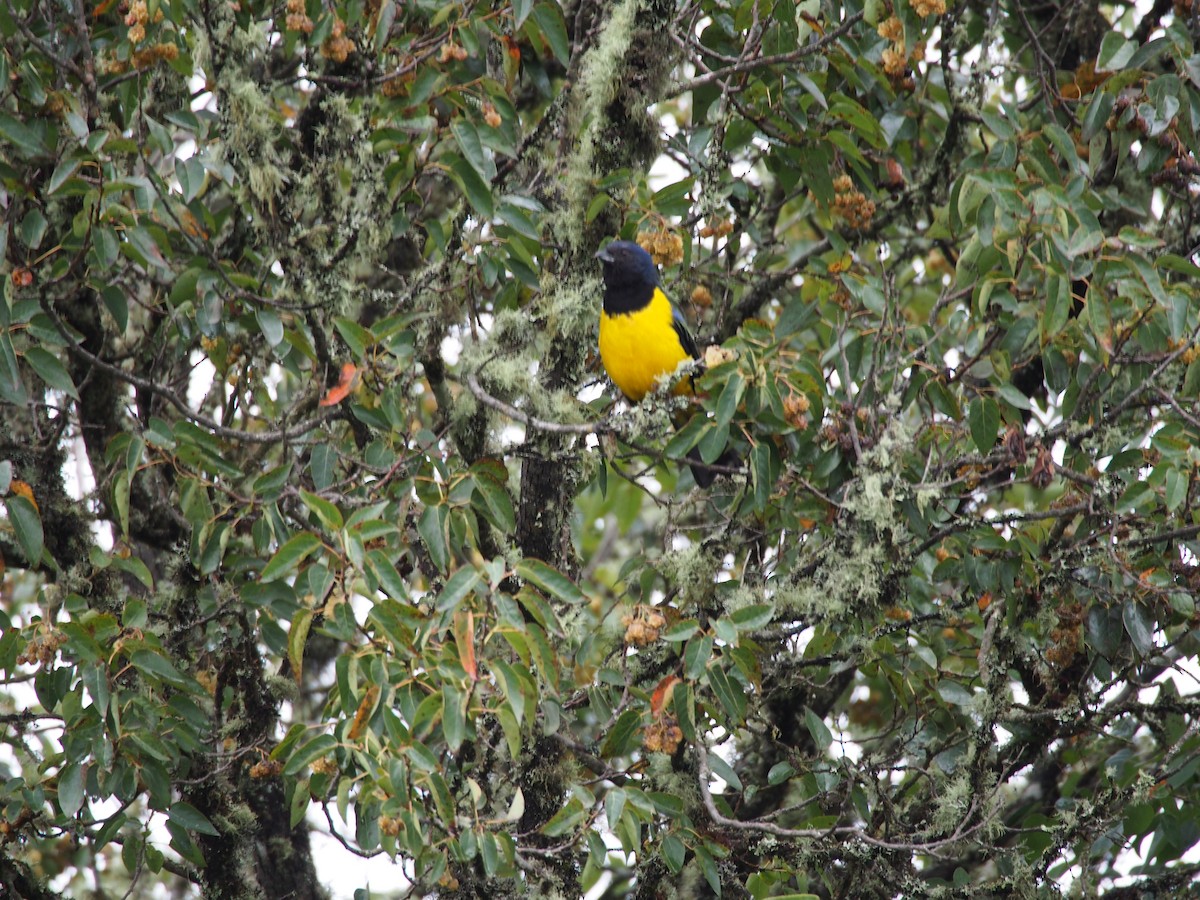 Black-chested Mountain Tanager - ML29233711