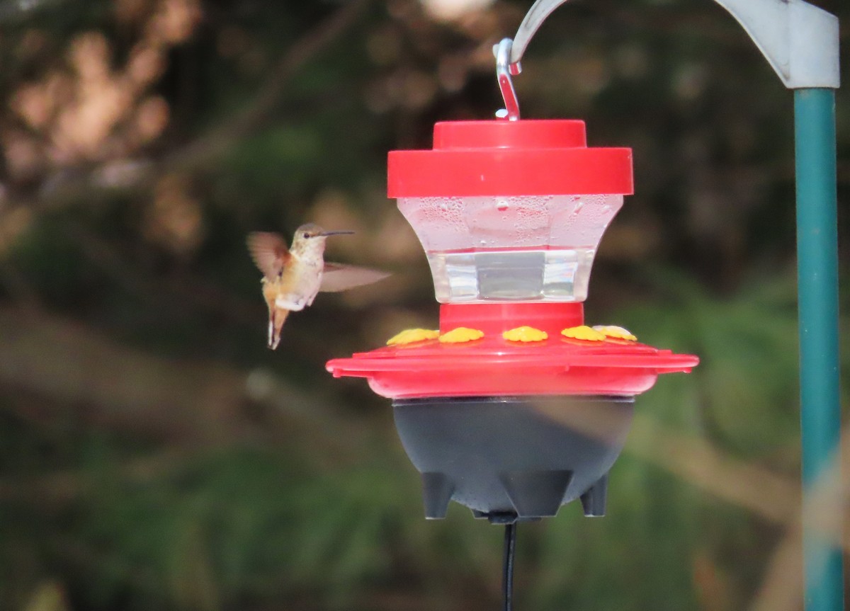 Allen's Hummingbird - ML292337251