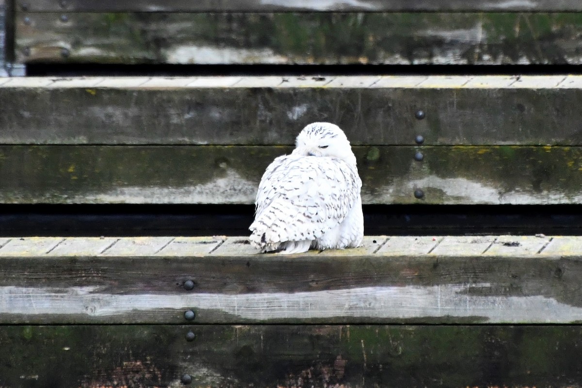 Snowy Owl - ML292340691