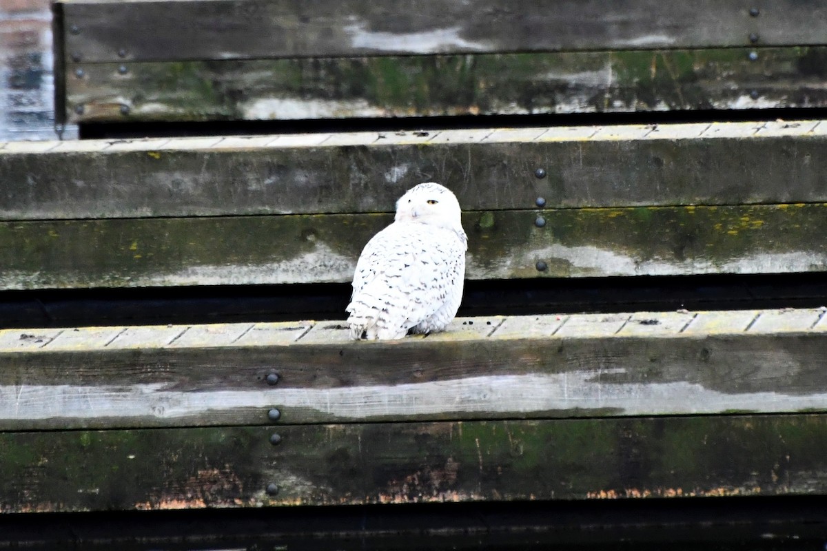 Snowy Owl - ML292341131