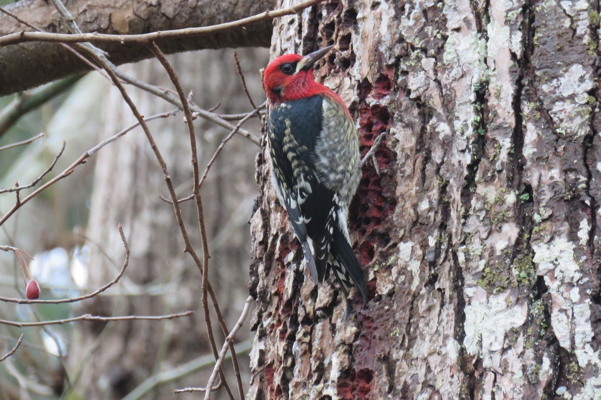Red-breasted Sapsucker - ML292345081