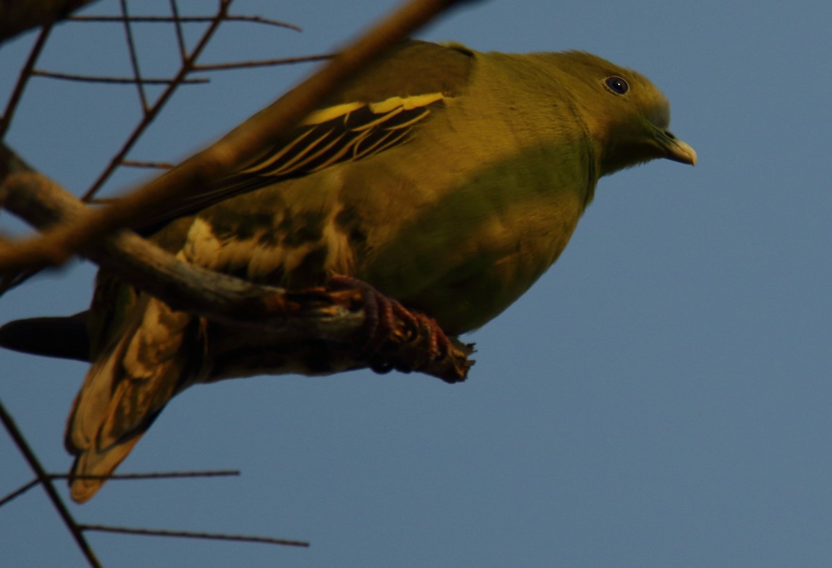Gray-fronted Green-Pigeon - ML292347761