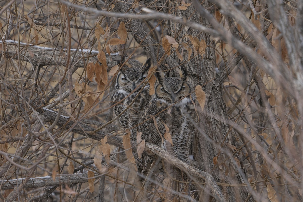 Great Horned Owl - ML292348331