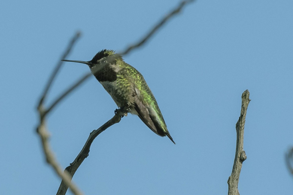 Anna's Hummingbird - ML292351631