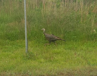 Wild Turkey, ML29235561