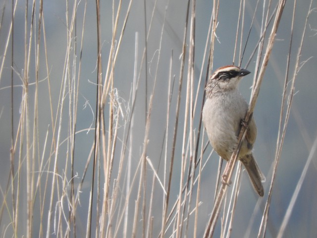 Frontal view (presumably subspecies&nbsp;<em>superciliosus).</em> - Striped Sparrow - 