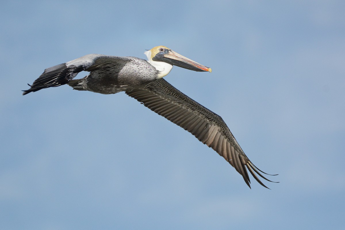 Brown Pelican (Atlantic) - Patrick Maurice