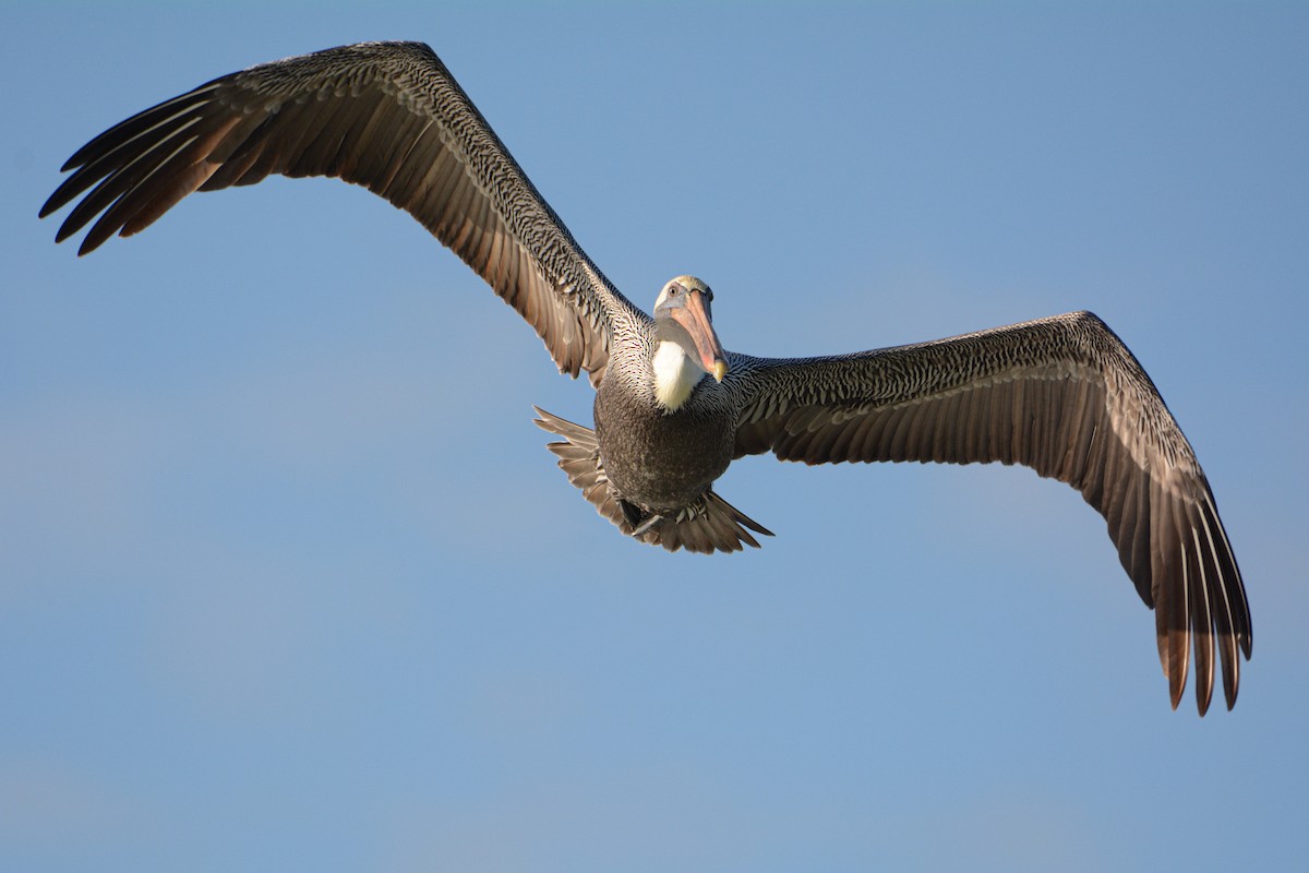 Brown Pelican (Atlantic) - Patrick Maurice