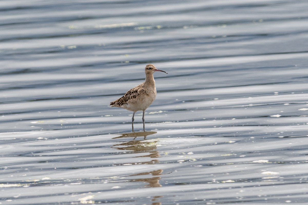 Little Curlew - ML292364191