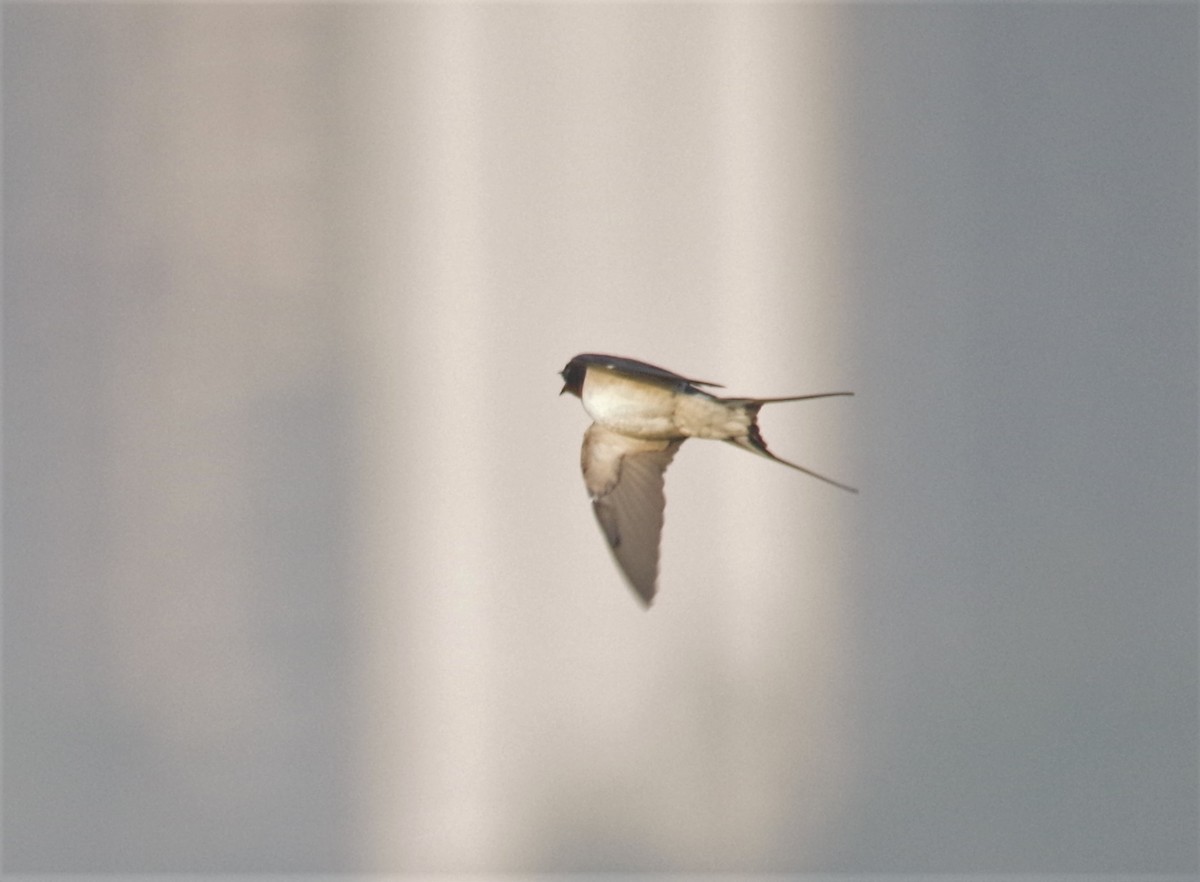 Wire-tailed Swallow - Ikshan Ganpathi