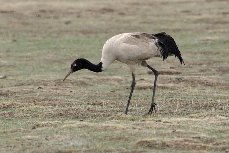 Black-necked Crane - Tom Tarrant