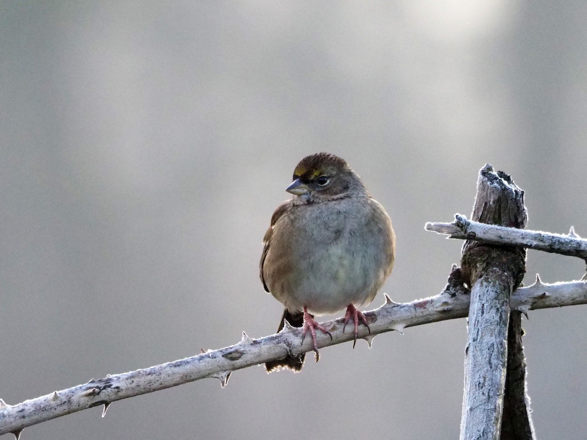 Golden-crowned Sparrow - Scott Ramos