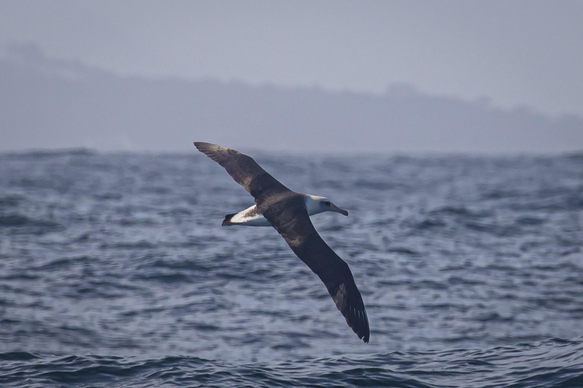 Laysan Albatross - Chris Overington