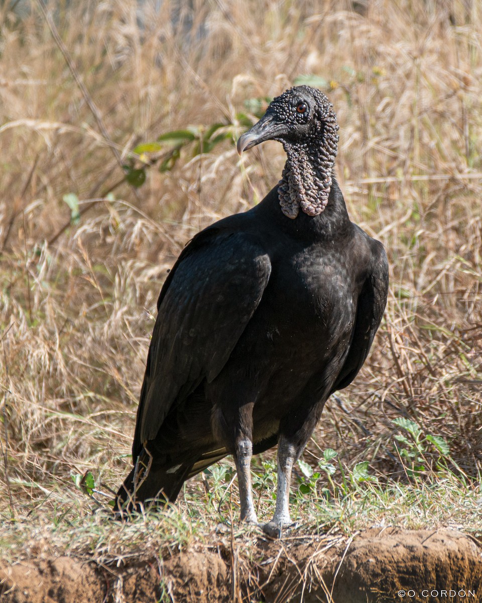 Black Vulture - Oscar  Cordón