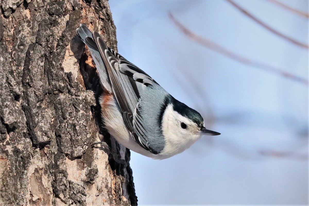 White-breasted Nuthatch - ML292384271