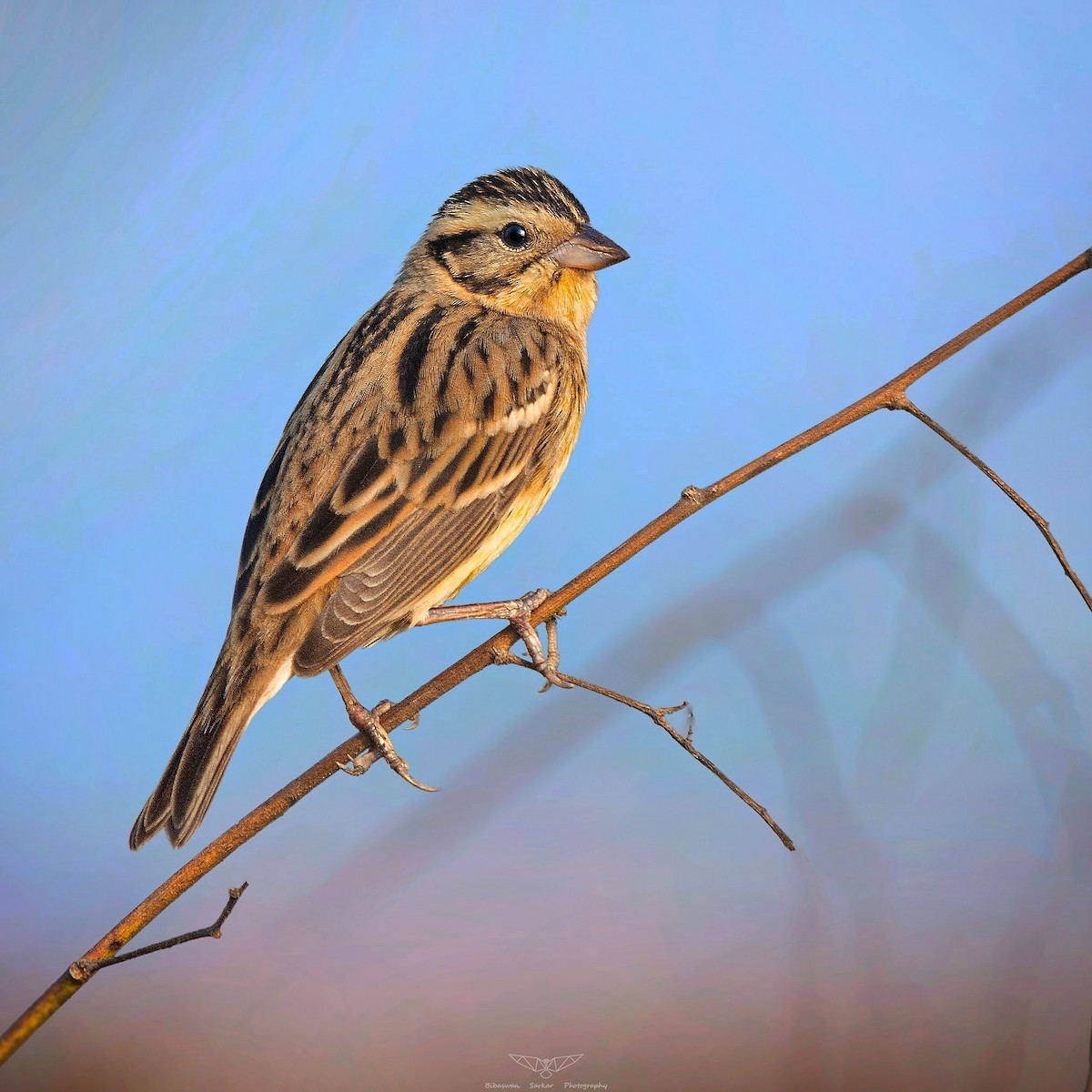 Yellow-breasted Bunting - ML292384831