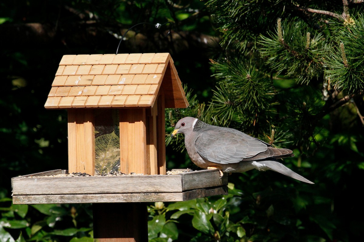 Band-tailed Pigeon - Steve Heinl