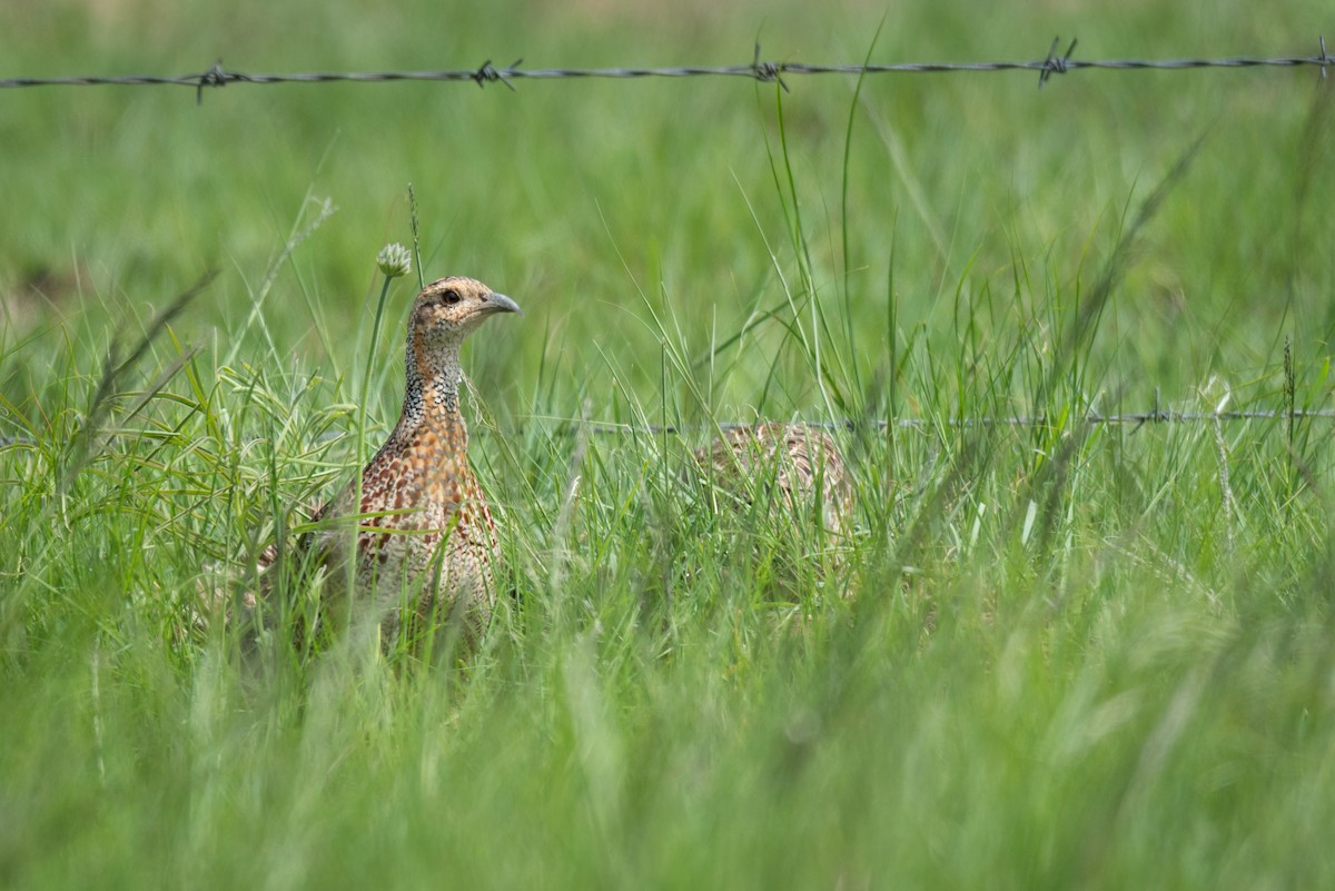 Gray-winged Francolin - Alistair Routledge