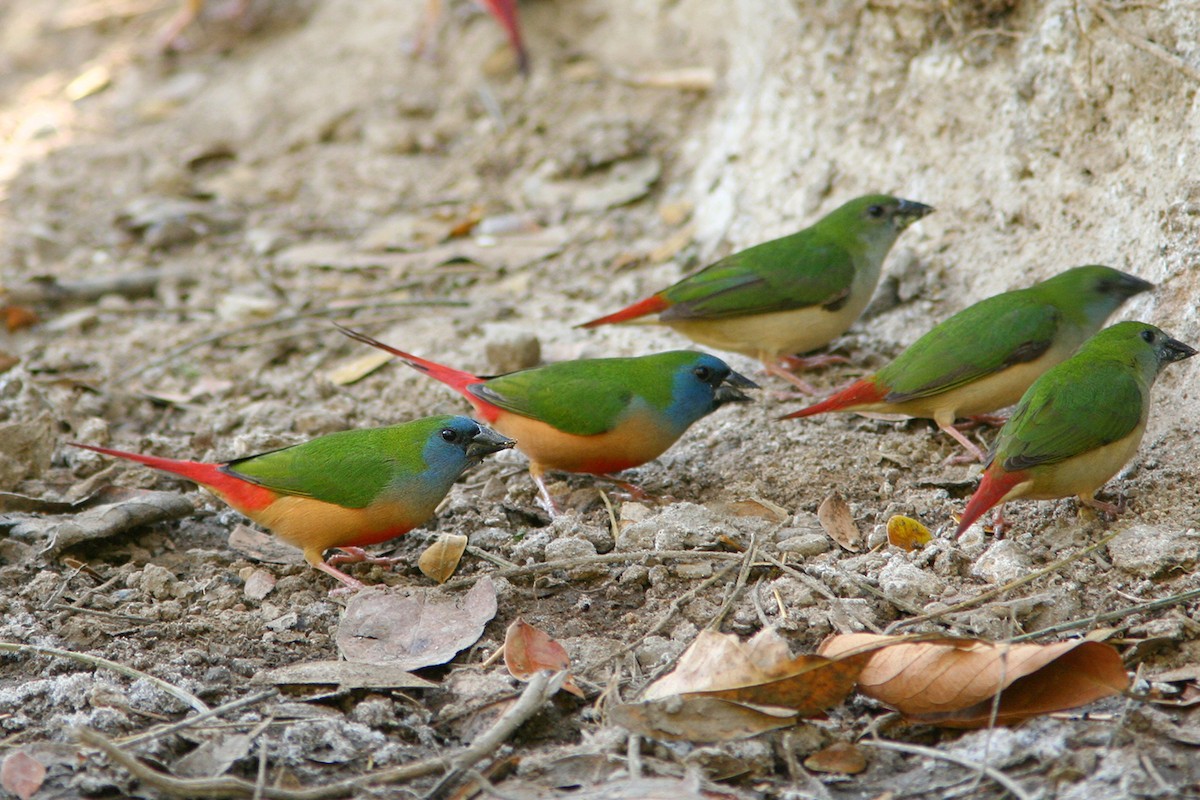 Pin-tailed Parrotfinch - ML292404171