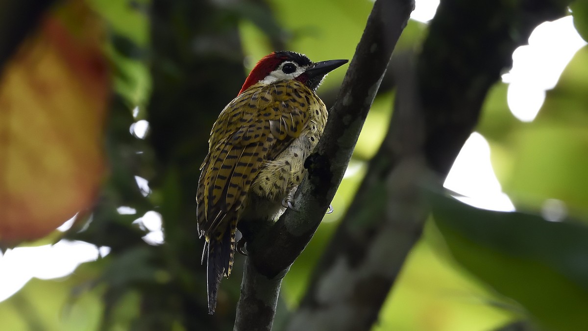 Spot-breasted Woodpecker - Germán  Correa Jaramillo