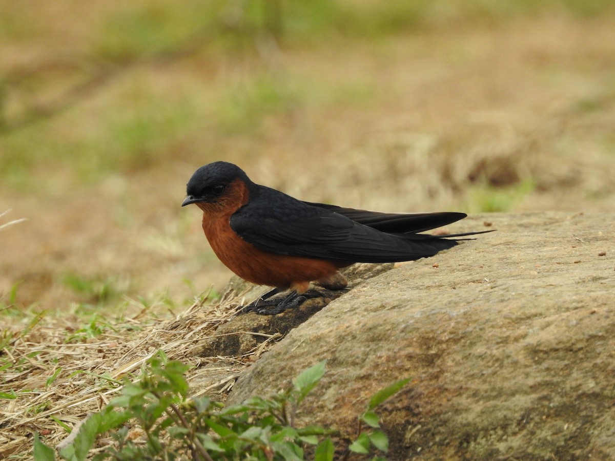 Sri Lanka Swallow - ML292412871