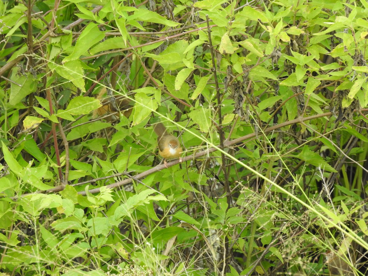 Tawny-bellied Babbler - ML292412901