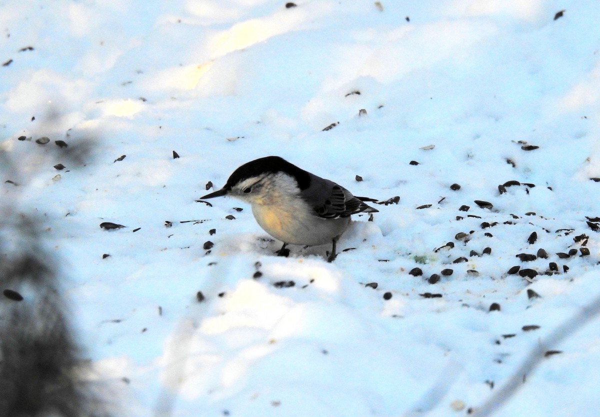 White-breasted Nuthatch - ML292414781