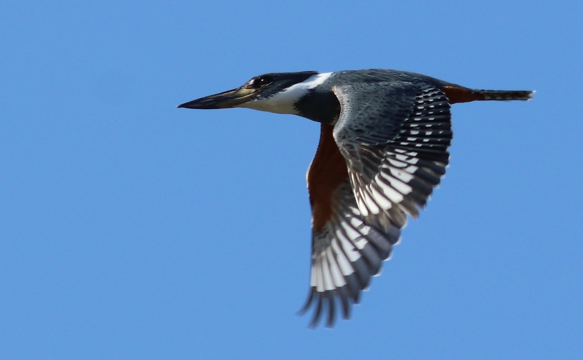 Ringed Kingfisher - Gary Leavens