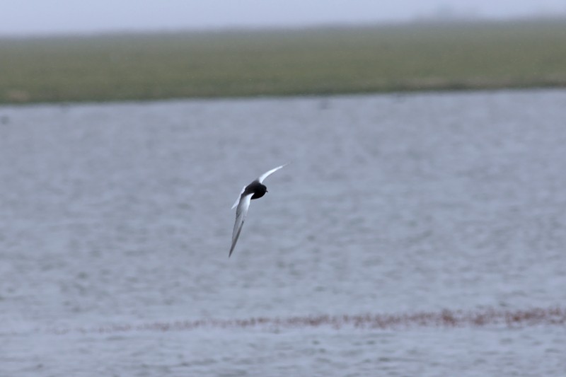 White-winged Tern - ML29242011