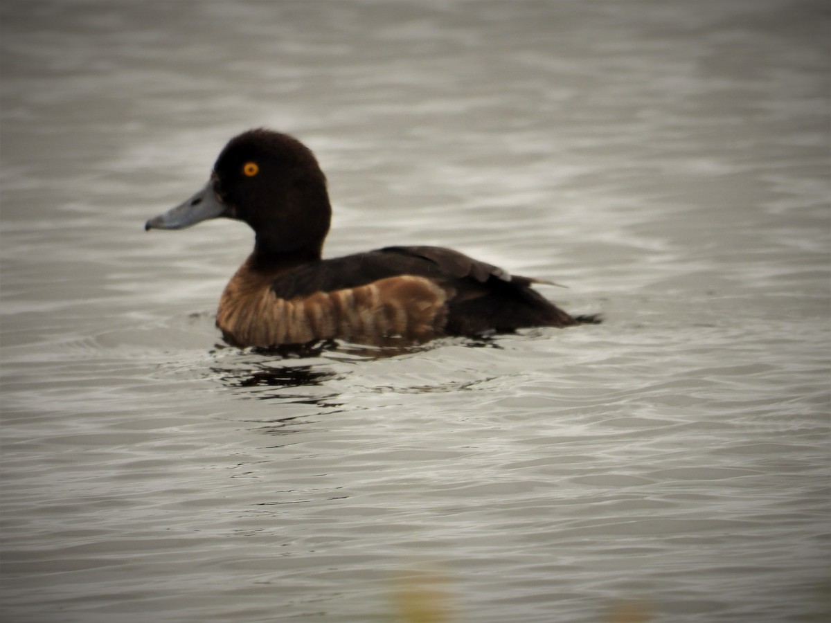 Tufted Duck - ML292420701