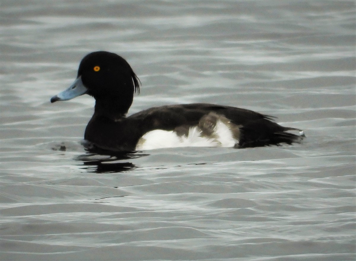 Tufted Duck - ML292420871