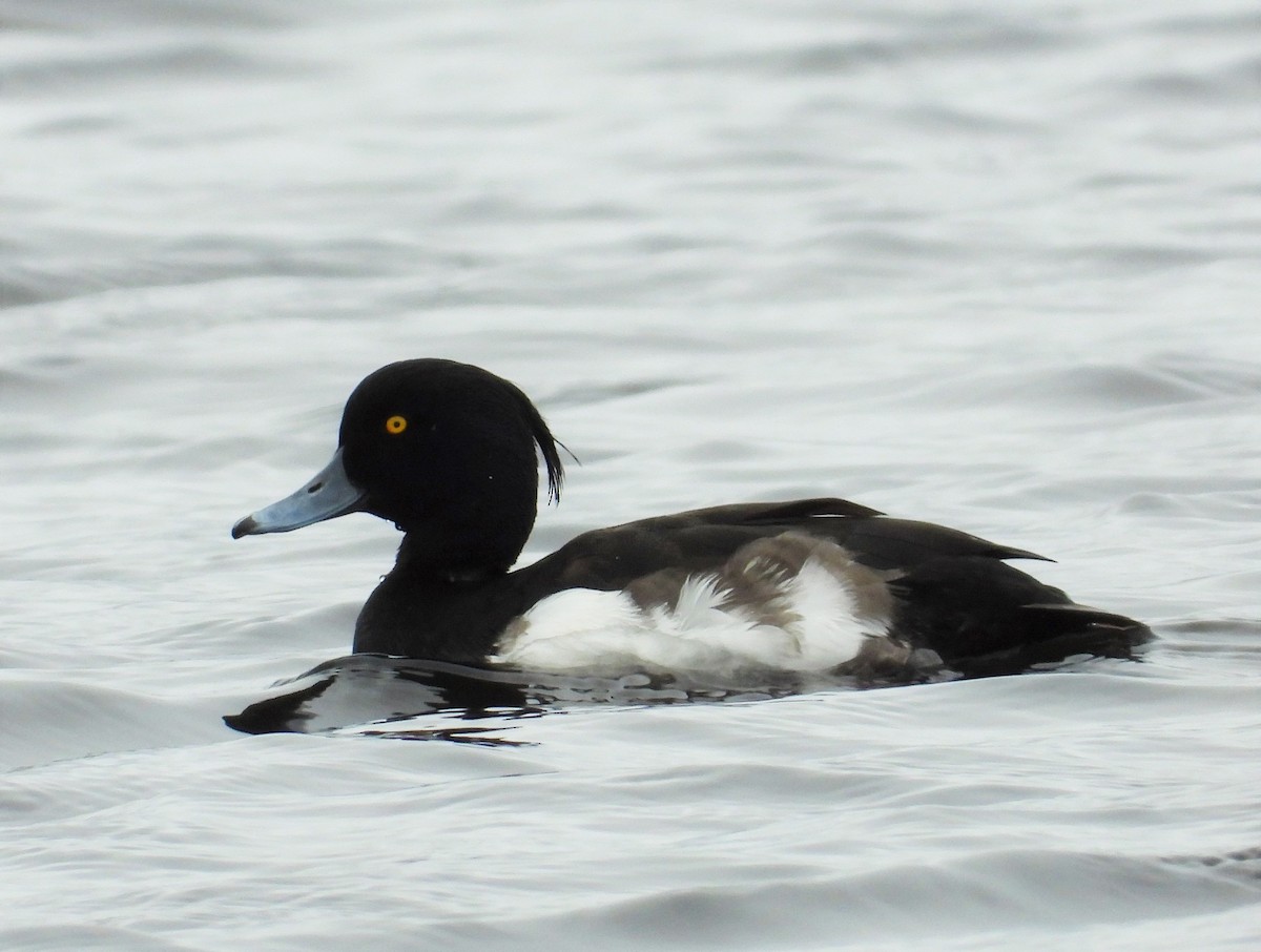 Tufted Duck - ML292421011