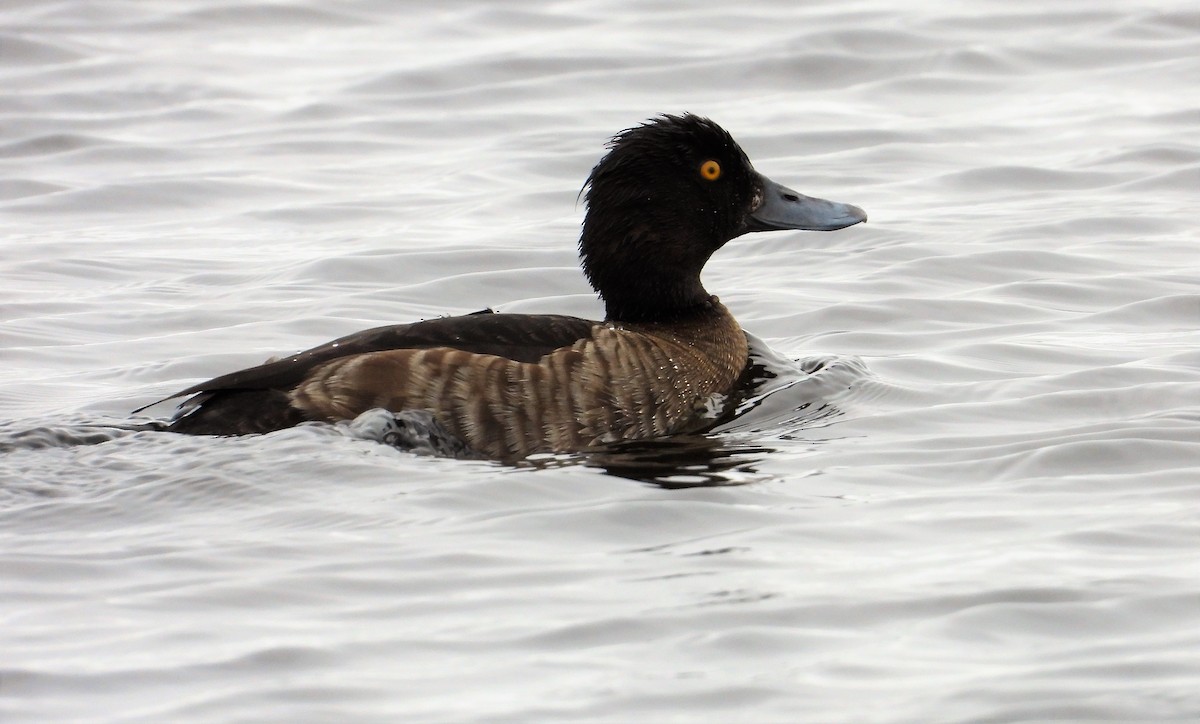 Tufted Duck - ML292421341